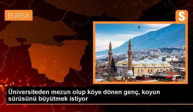 Üniversite mezunu genç çiftçi, Eşme koyununda verimi artırmayı hedefliyor